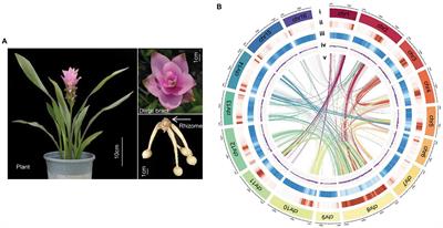 The Chromosome-Scale Assembly of the Curcuma alismatifolia Genome Provides Insight Into Anthocyanin and Terpenoid Biosynthesis